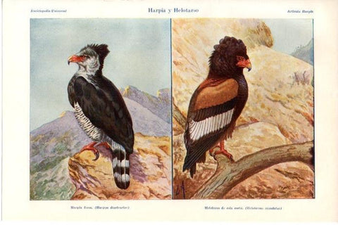 LAMINA V08553: Harpia y Helotarso