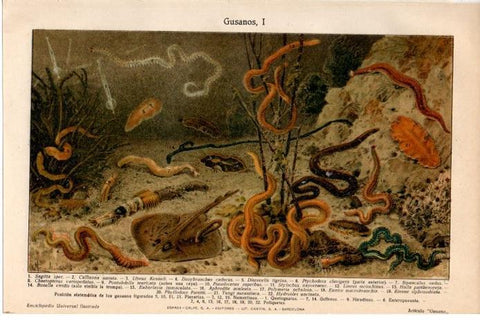 LAMINA V08478: Gusanos