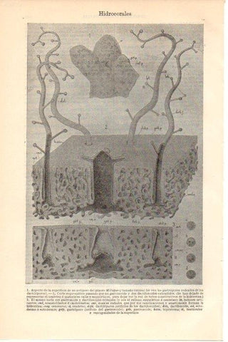 LAMINA V08657: Hidrocorales