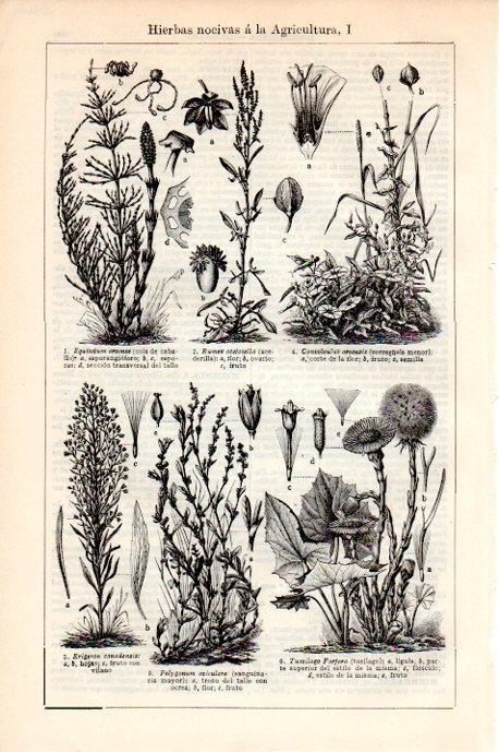 LAMINA V08663: Hierbas nocivas a la agricultura I