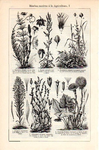LAMINA V08663: Hierbas nocivas a la agricultura I