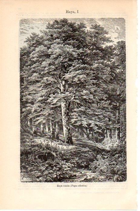 LAMINA V08570: Haya comun o Fagus silvatica