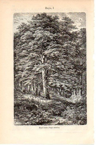 LAMINA V08570: Haya comun o Fagus silvatica