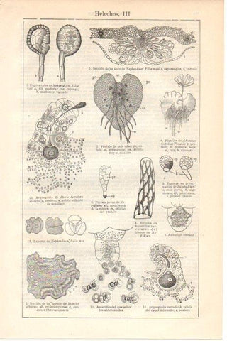LAMINA V08593: Helechos III
