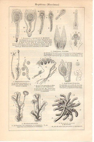 LAMINA V08613: Hepaticas o muscineas