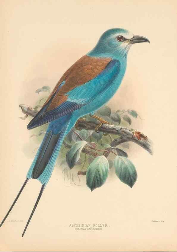 Reproducción/Reproduction 48706417326: A monograph of the Coraciidae, or family of the rollers.. Kent,The author,1893.. 