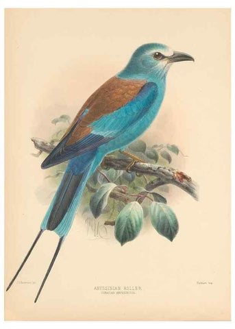 Reproducción/Reproduction 48706417326: A monograph of the Coraciidae, or family of the rollers.. Kent,The author,1893.. 