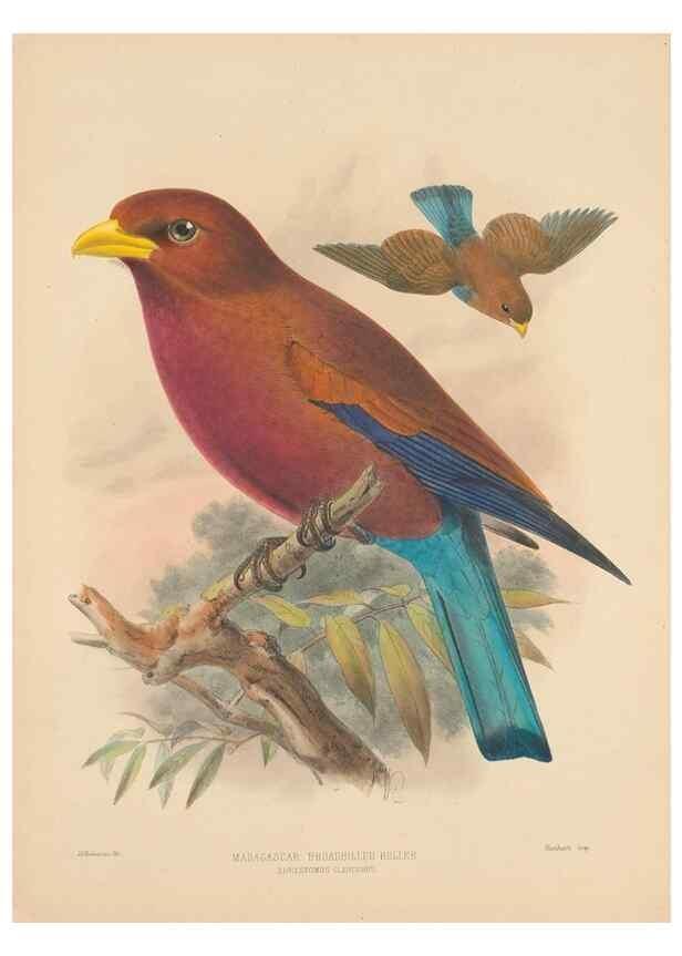 Reproducción/Reproduction 48706087863: A monograph of the Coraciidae, or family of the rollers.. Kent,The author,1893.. 