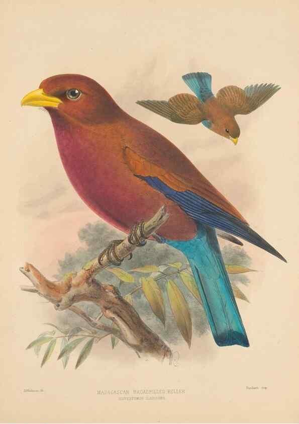 Reproducción/Reproduction 48706087863: A monograph of the Coraciidae, or family of the rollers.. Kent,The author,1893.. 