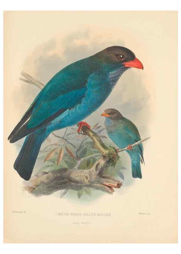 Reproducción/Reproduction 48706590867: A monograph of the Coraciidae, or family of the rollers.. Kent,The author,1893.. 