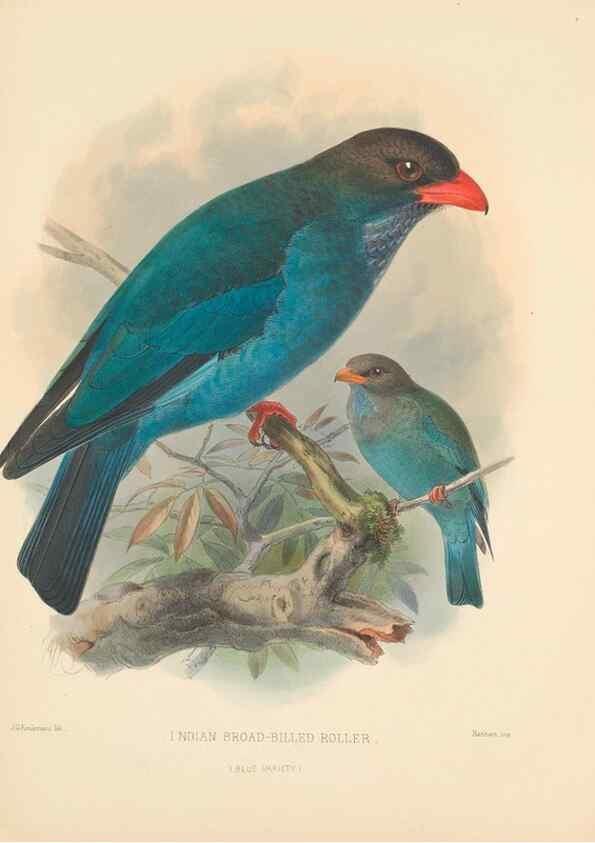 Reproducción/Reproduction 48706590867: A monograph of the Coraciidae, or family of the rollers.. Kent,The author,1893.. 