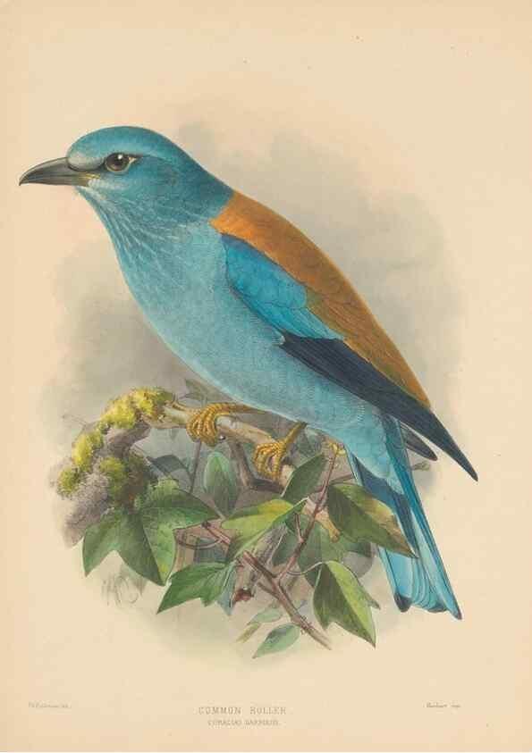 Reproducción/Reproduction 48706085013: A monograph of the Coraciidae, or family of the rollers.. Kent,The author,1893.. 