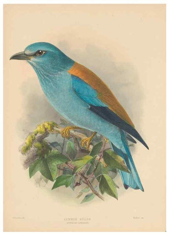 Reproducción/Reproduction 48706085013: A monograph of the Coraciidae, or family of the rollers.. Kent,The author,1893.. 
