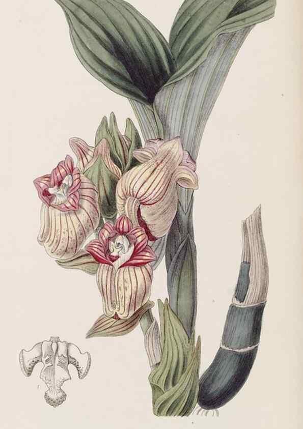 Reproducción/Reproduction 8407957961: Edwards's botanical register.. London :James Ridgway,1829-1847.