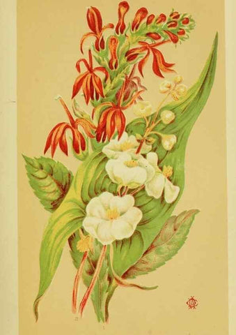 Reproducción/Reproduction 46713248492: Studies of plant life in Canada;. Ottawa,A.S. Woodburn,1885.. 