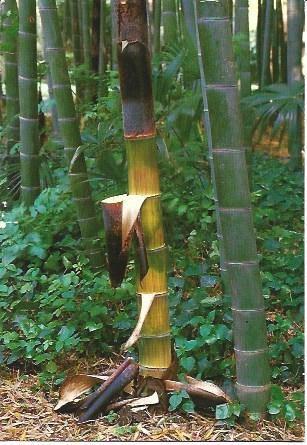 POSTAL L00657: Bambu de Prafrance