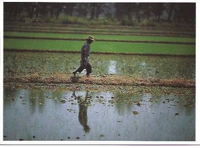 POSTAL L00154: Campos de arroz en el Delta del Ebro