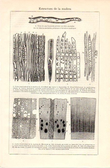 LAMINA V09003: Estructura de la madera