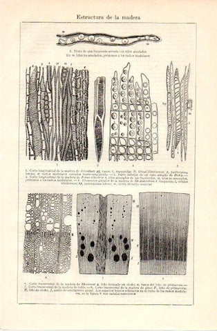 LAMINA V09003: Estructura de la madera