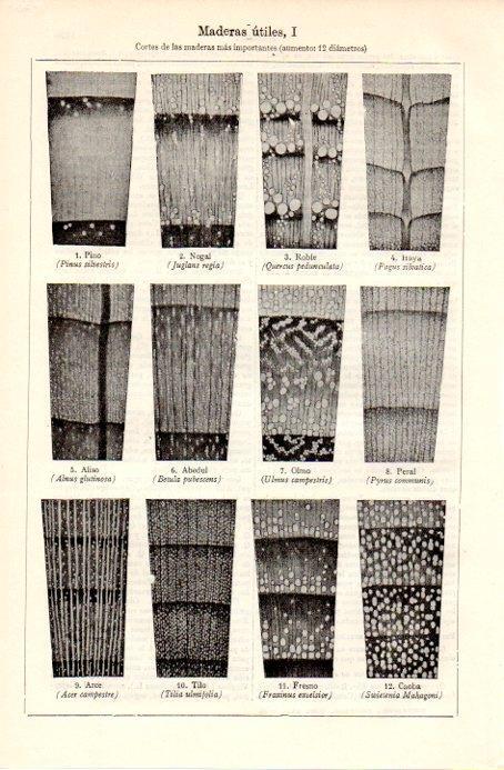 LAMINA V09001: Cortes de madera utiles