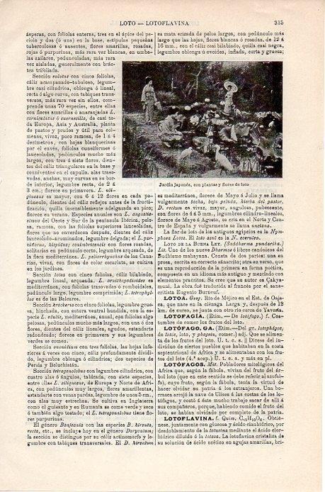 LAMINA V08774: Jardin japones con flores de loto