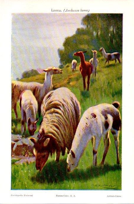 LAMINA V08967: Llama o Auchenia lama