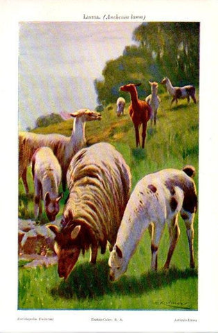 LAMINA V08967: Llama o Auchenia lama
