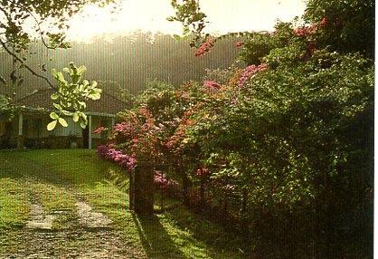POSTAL PV00277: Twilight on the flowers, Martinique