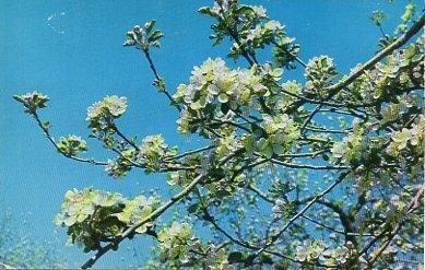 POSTAL PV00228: Apples blossoms from Oak Glen, Yucaipa, Estados Unidos