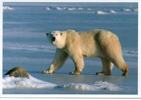 POSTAL PV00367: Oso blanco