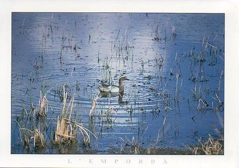 POSTAL PV00356: Anec roncaire en l'Emporda