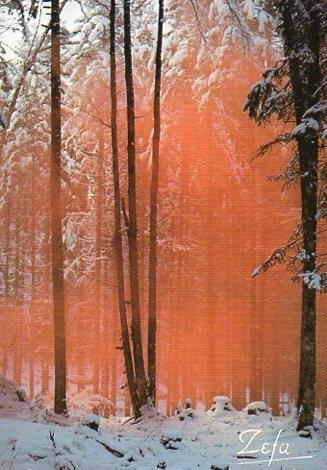 POSTAL PV00390: Bosque nevado