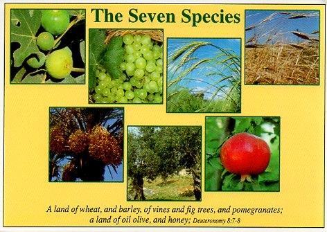 POSTAL PV00350: Plantas y frutos de Israel