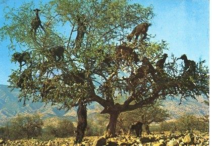 POSTAL PV00047: Cabras en los arboles, Marruecos
