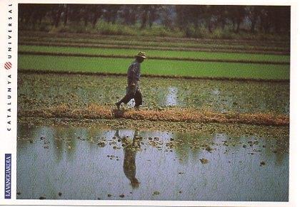 POSTAL PV00102: Campos de arroz en el Delta d e l?Ebre