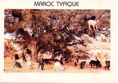 POSTAL PV00138: Marruecos tipico