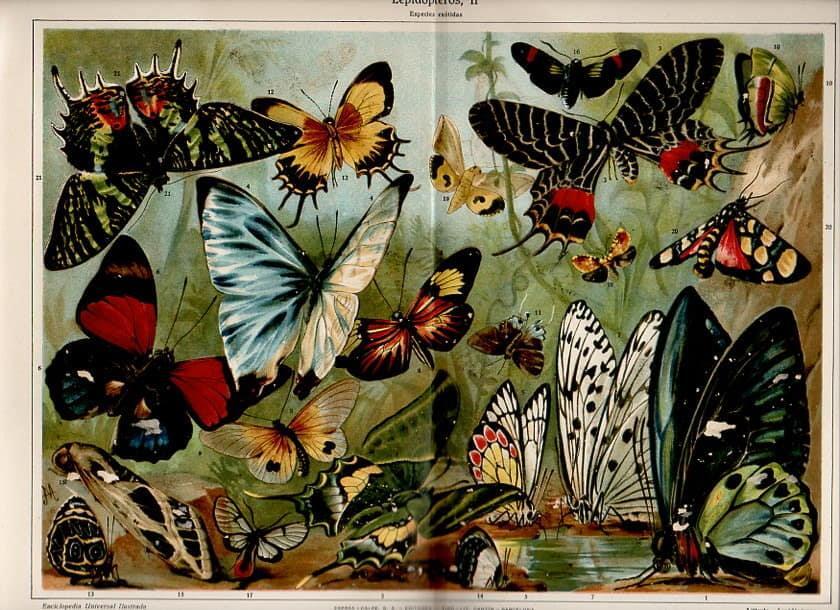 LAMINA V09785: Lepidopteros II