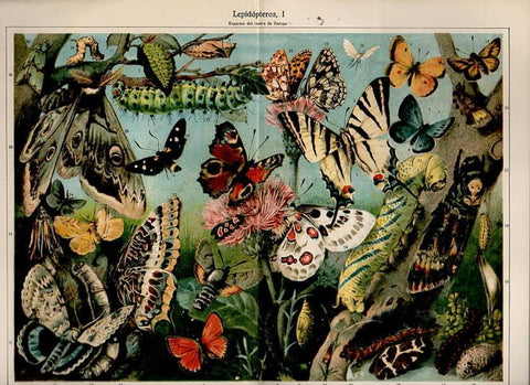 LAMINA V09786: Lepidopteros I