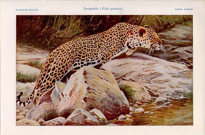LAMINA V09709: Leopardo