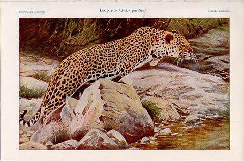LAMINA V09709: Leopardo