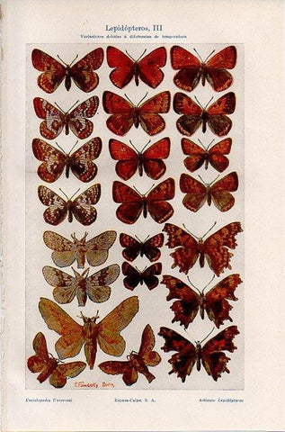 LAMINA V09721: Lepidopteros III