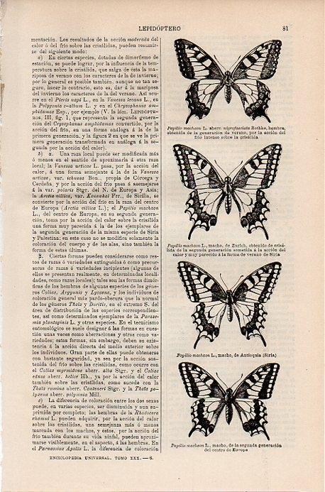 LAMINA V09722: Papileo machaon