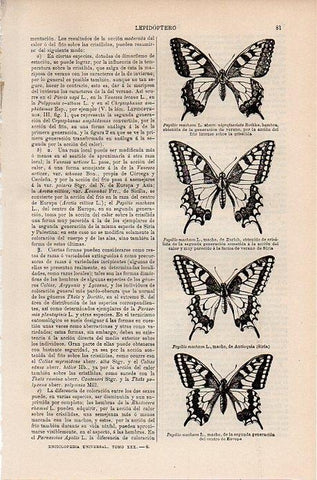 LAMINA V09722: Papileo machaon