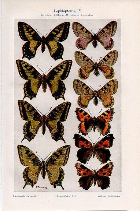 LAMINA V09723: Lepidopteros IV