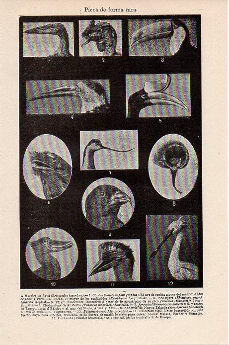 LAMINA V09367: Picos de forma rara de aves
