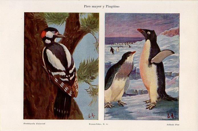 LAMINA V09368: Pico mayor y Pingüino