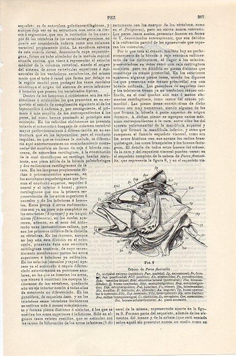 LAMINA V09325: Craneo de Perca fluvialitis