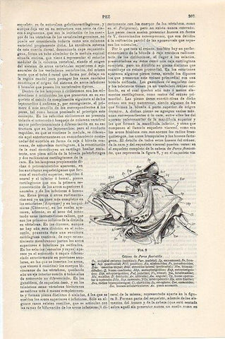 LAMINA V09325: Craneo de Perca fluvialitis