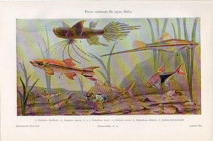 LAMINA V09326: Peces de aguas dulces