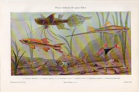 LAMINA V09326: Peces de aguas dulces